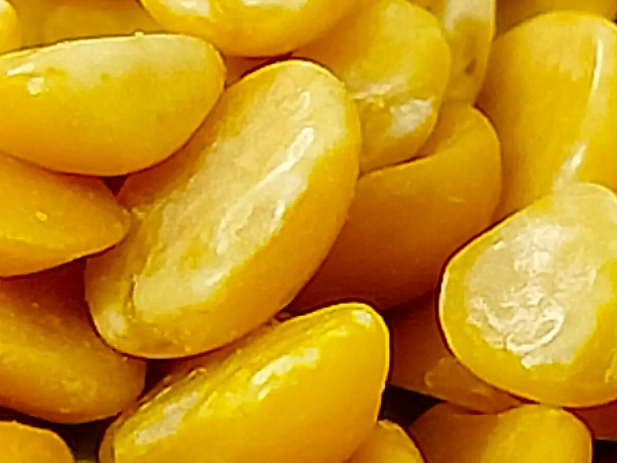 Pigeon Peas (Arhar dal) Exporter