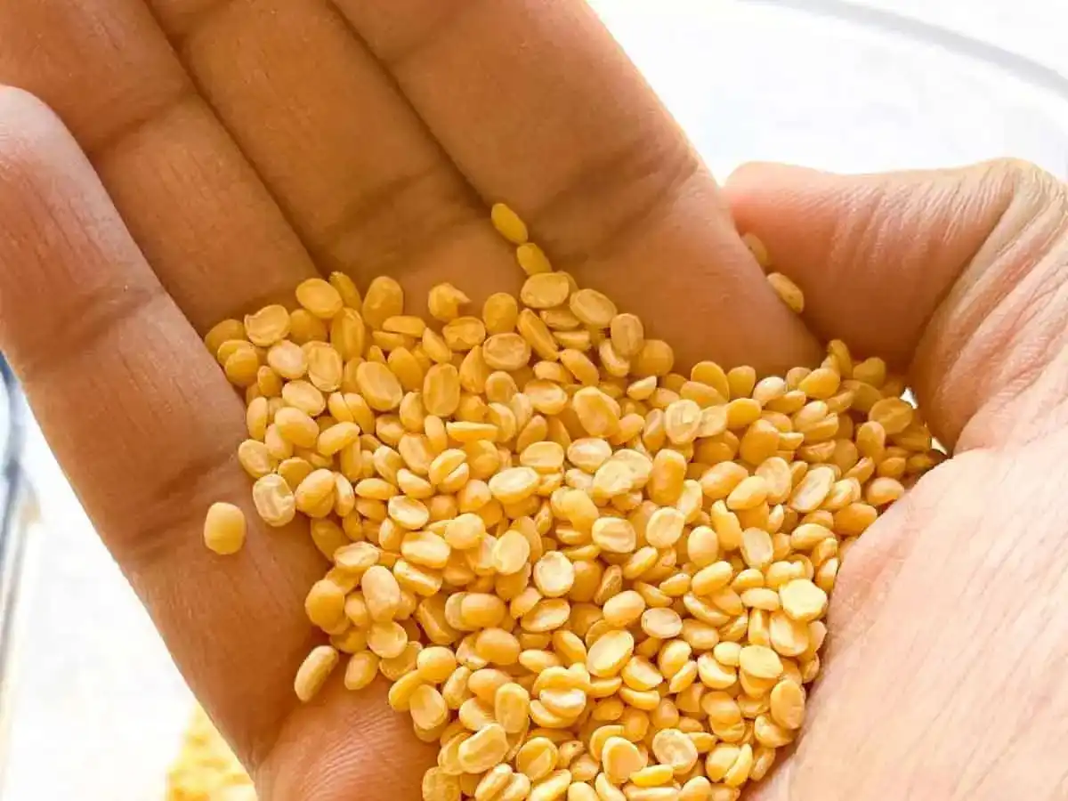 Green Gram (Moong dal) bulk export product