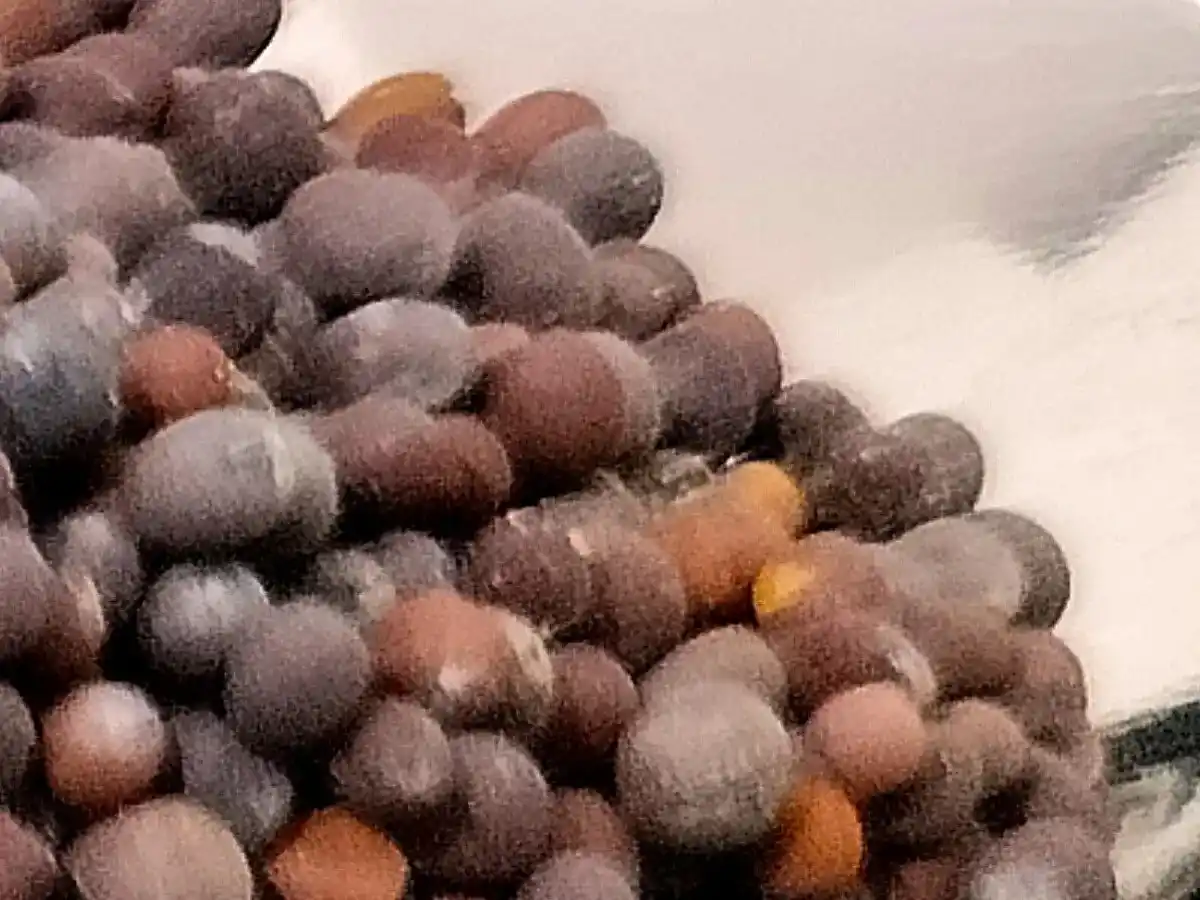 Mustard seed (Sarson / Rai) bulk export product