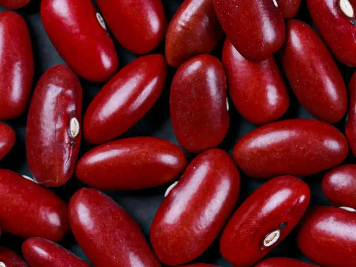 Kidney Beans (Rajma) bulk export product
